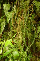 Phlegmariurus billardierei. Dichotomously dividing aerial stems with spreading sterile leaves.
 Image: L.R. Perrie © Te Papa CC BY-NC 4.0